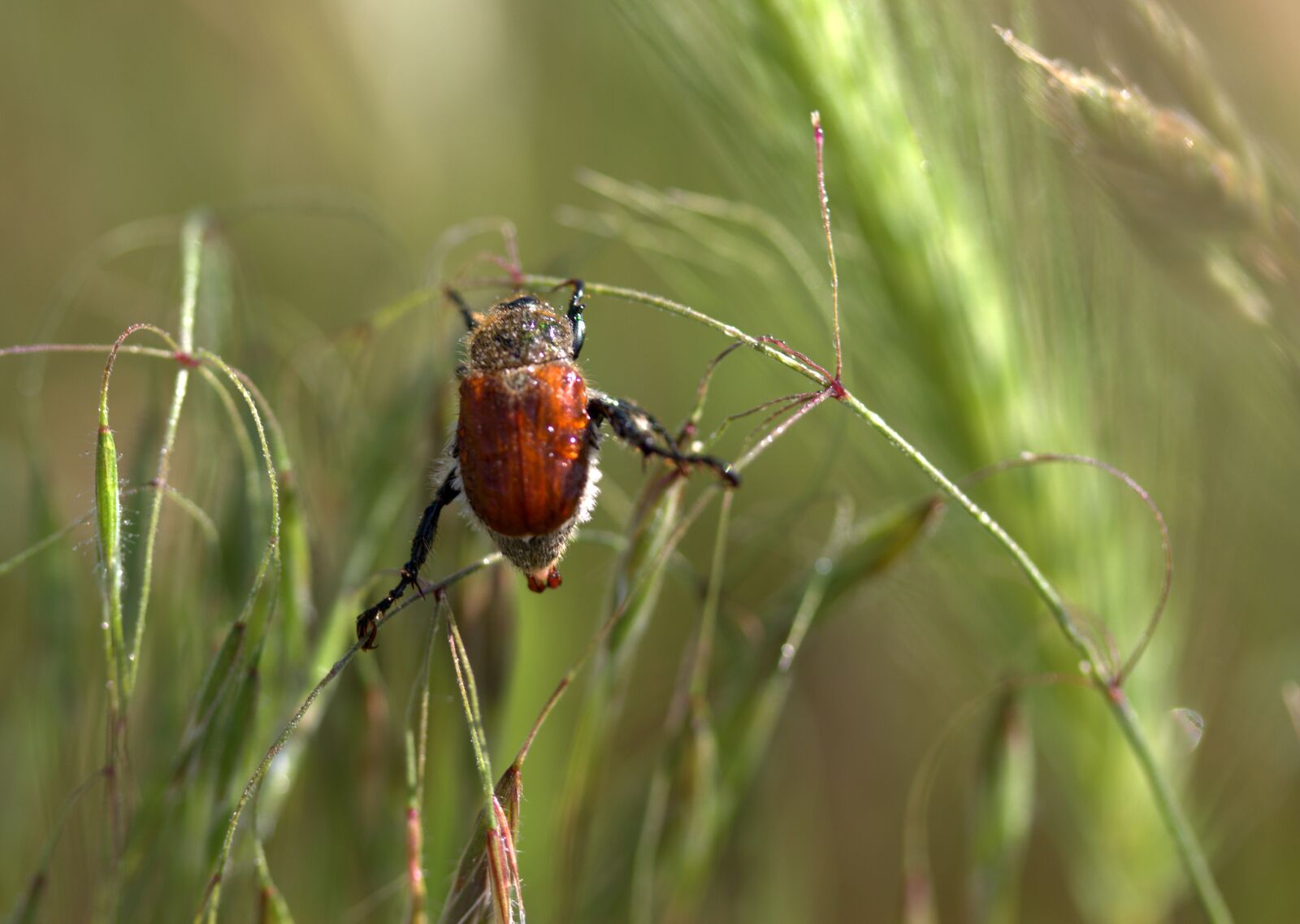 Canon EOS 700D (EOS Rebel T5i / EOS Kiss X7i) sample photo. Cockroach, red, climbing photography
