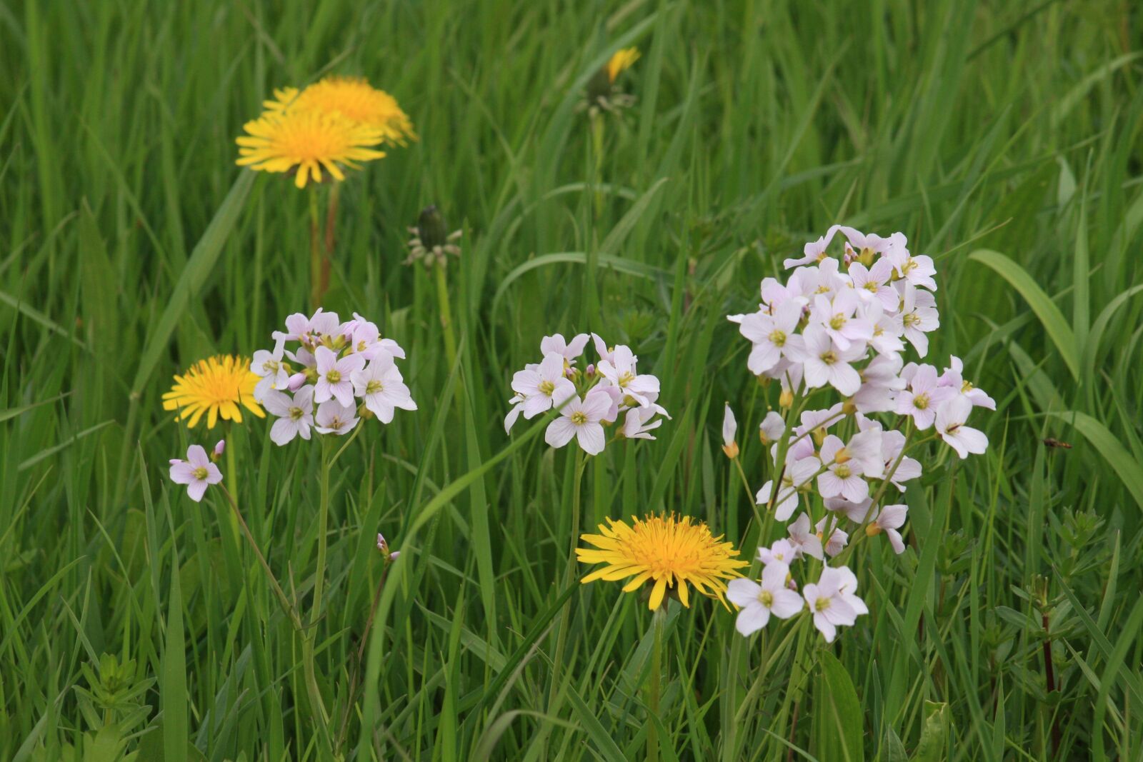 Canon EOS 40D sample photo. Grass, halm, close up photography