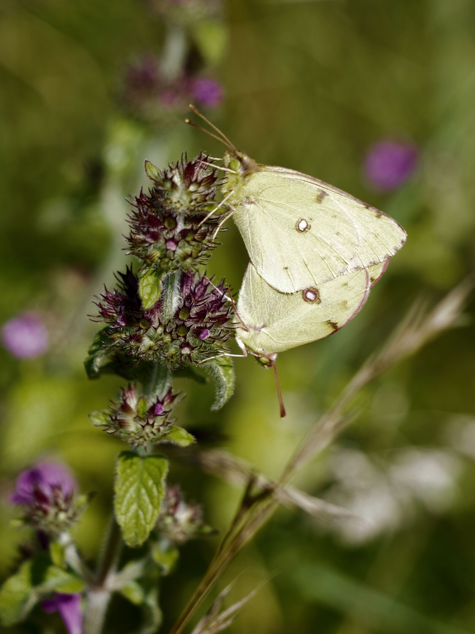 Pentax K-70 sample photo. Clouded yellow, butterfly, nature photography