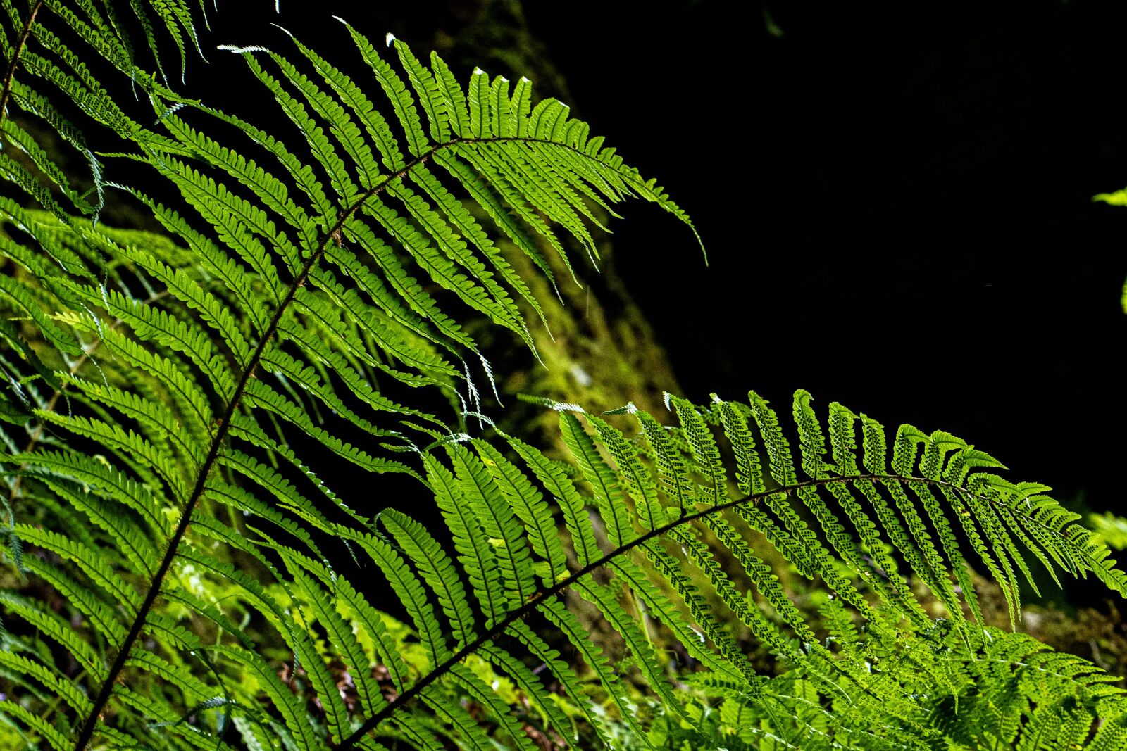 Sony a7 III + ZEISS Batis 85mm F1.8 sample photo. Fern, leaf, green photography