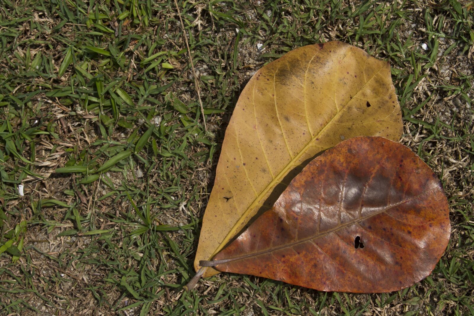 Canon EOS 7D + Canon EF 24-105mm F4L IS USM sample photo. Leaves, heart, nature photography