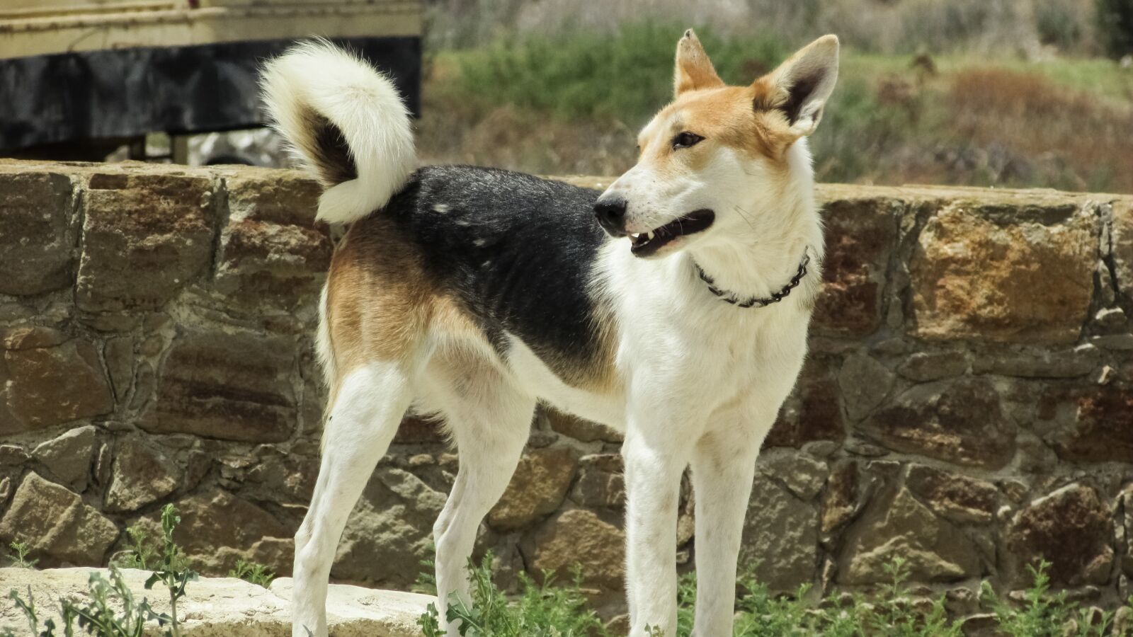 Canon PowerShot SX400 IS sample photo. Dog, looking, animal photography