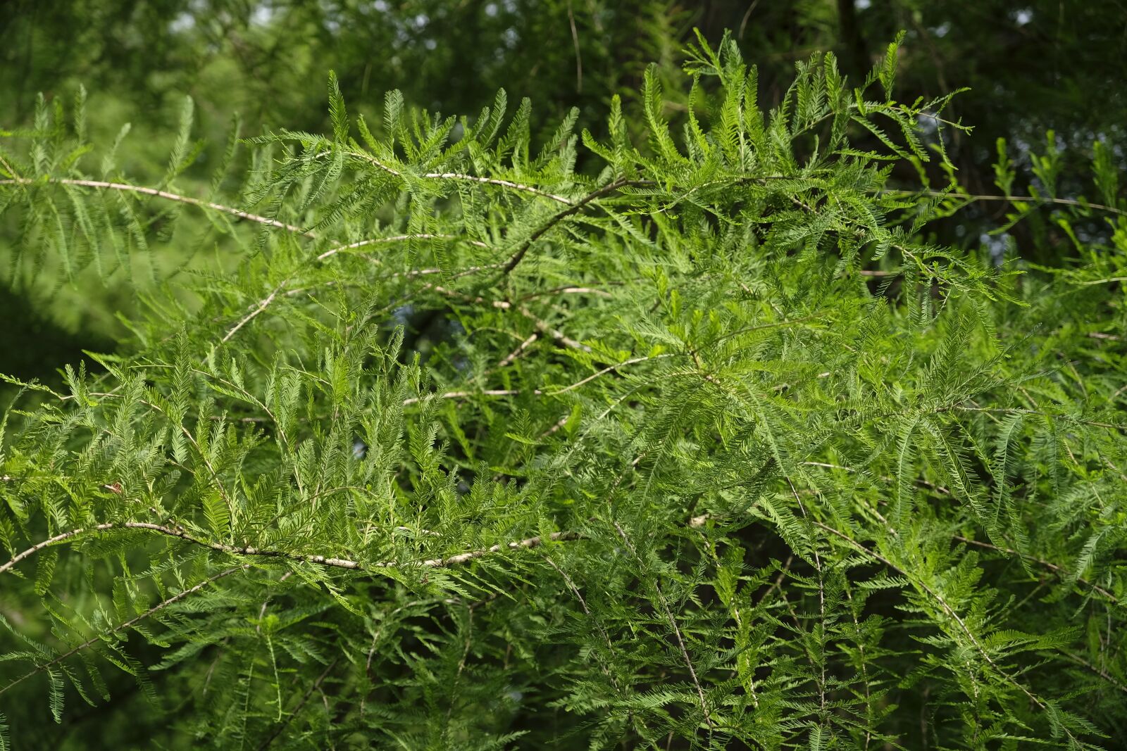 Fujifilm XF 18-55mm F2.8-4 R LM OIS sample photo. Tree, leaves, needles photography