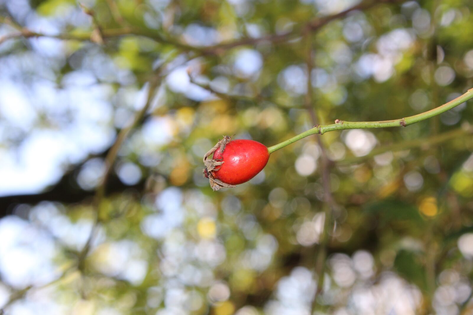 Canon EOS 600D (Rebel EOS T3i / EOS Kiss X5) sample photo. Rose hip, incomplete, macro photography