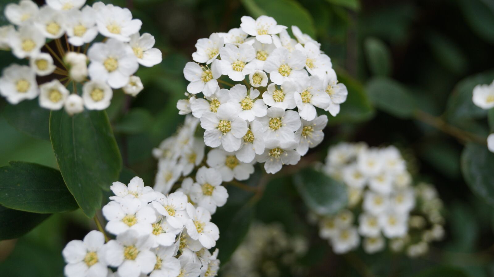 Sony SLT-A58 sample photo. Flower, hawthorn, white photography