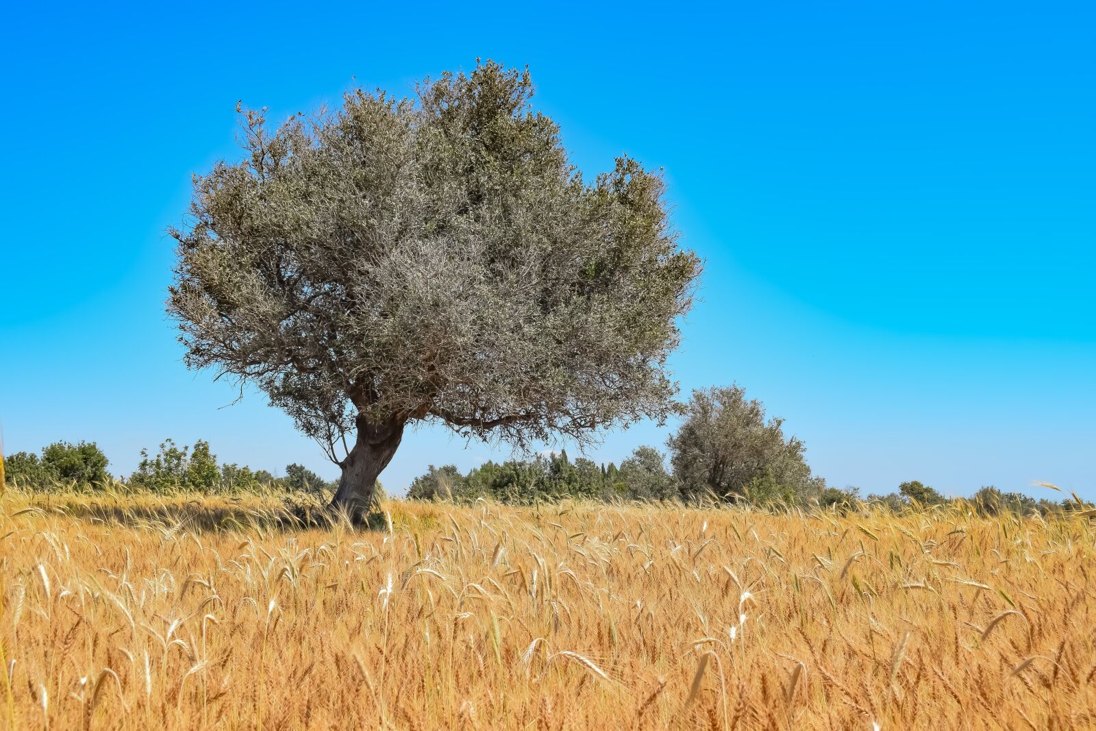 Nikon D3300 sample photo. Nature, tree, landscape photography