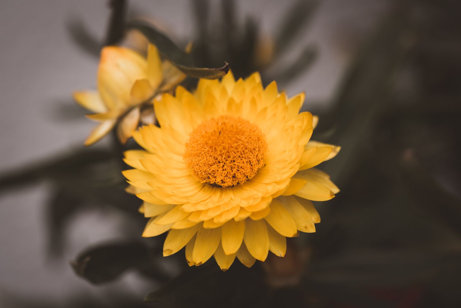 Nikon D750 sample photo. Italicum, yellow, flower photography