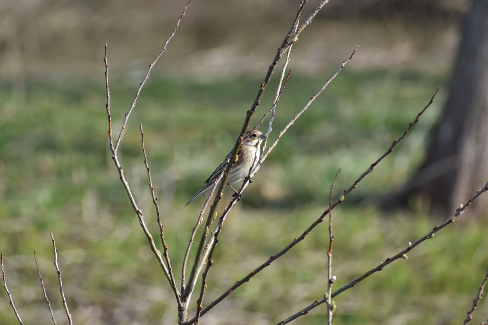 Nikon D7200 sample photo. Animal, grass, wood photography