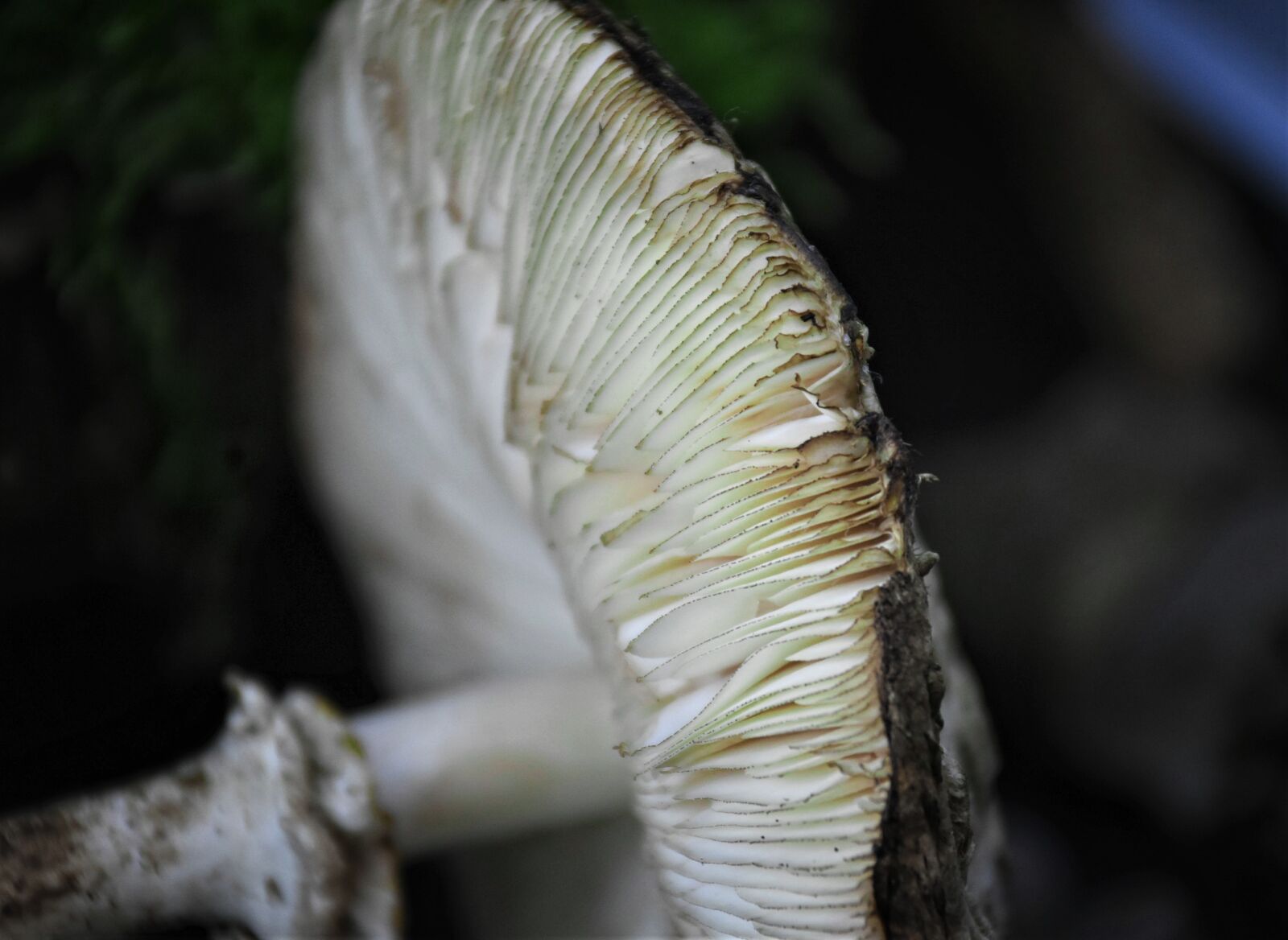 Nikon D7200 sample photo. Mushroom, mushroom head, nature photography