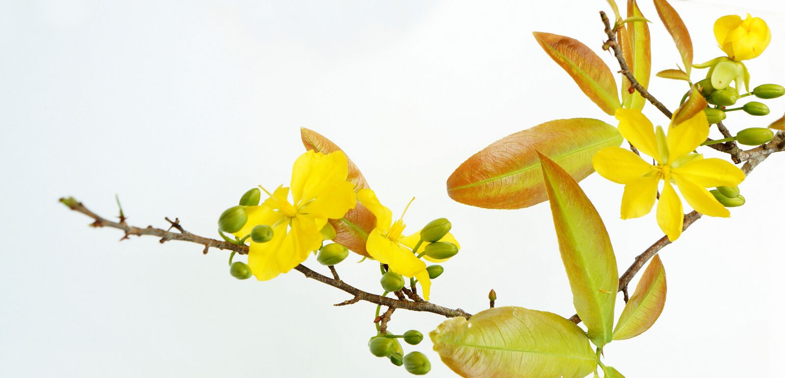 Sony Alpha NEX-F3 + Sony E 18-55mm F3.5-5.6 OSS sample photo. Golden apricot, spring, mai photography