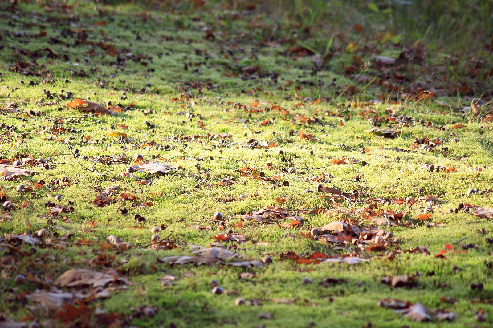 Canon EOS 700D (EOS Rebel T5i / EOS Kiss X7i) sample photo. Forest floor, sunlight, green photography