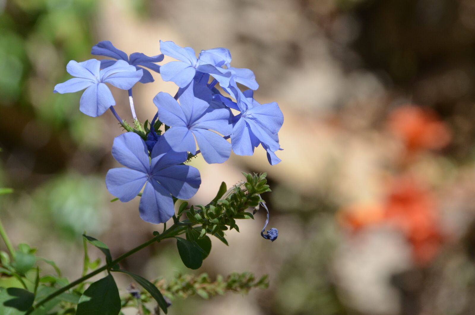 Nikon D5100 sample photo. Flower, blue, blossom photography