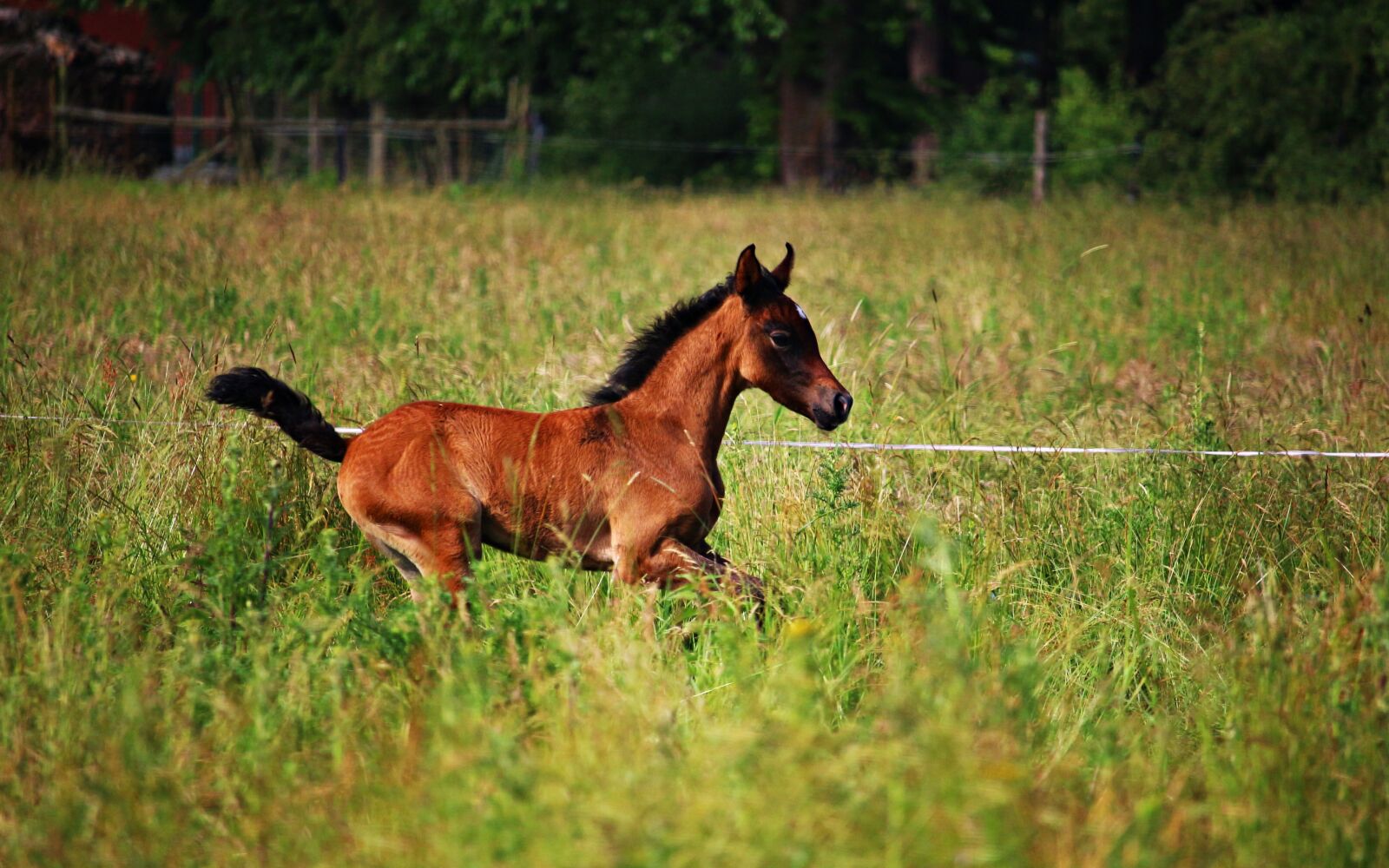 Canon EOS 100D (EOS Rebel SL1 / EOS Kiss X7) sample photo. Horse, foal, brown mold photography