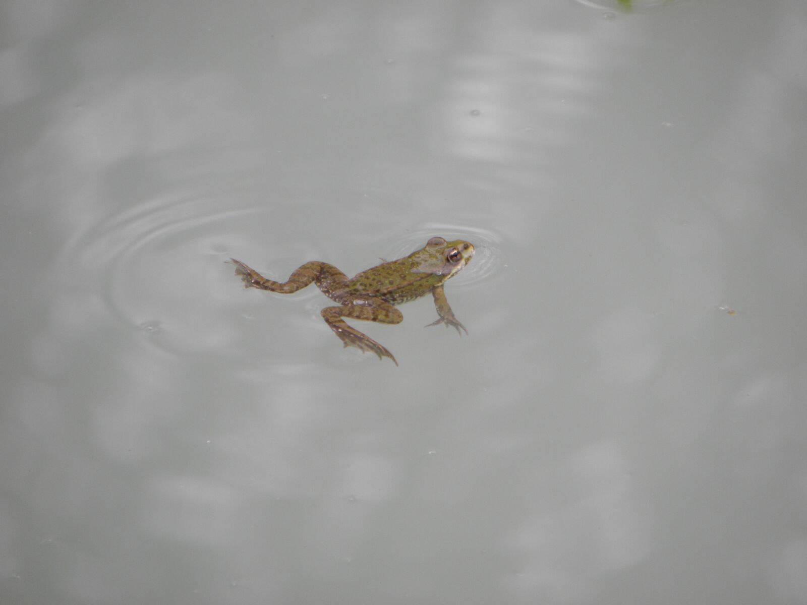 Olympus SP590UZ sample photo. Frog, water, pond photography