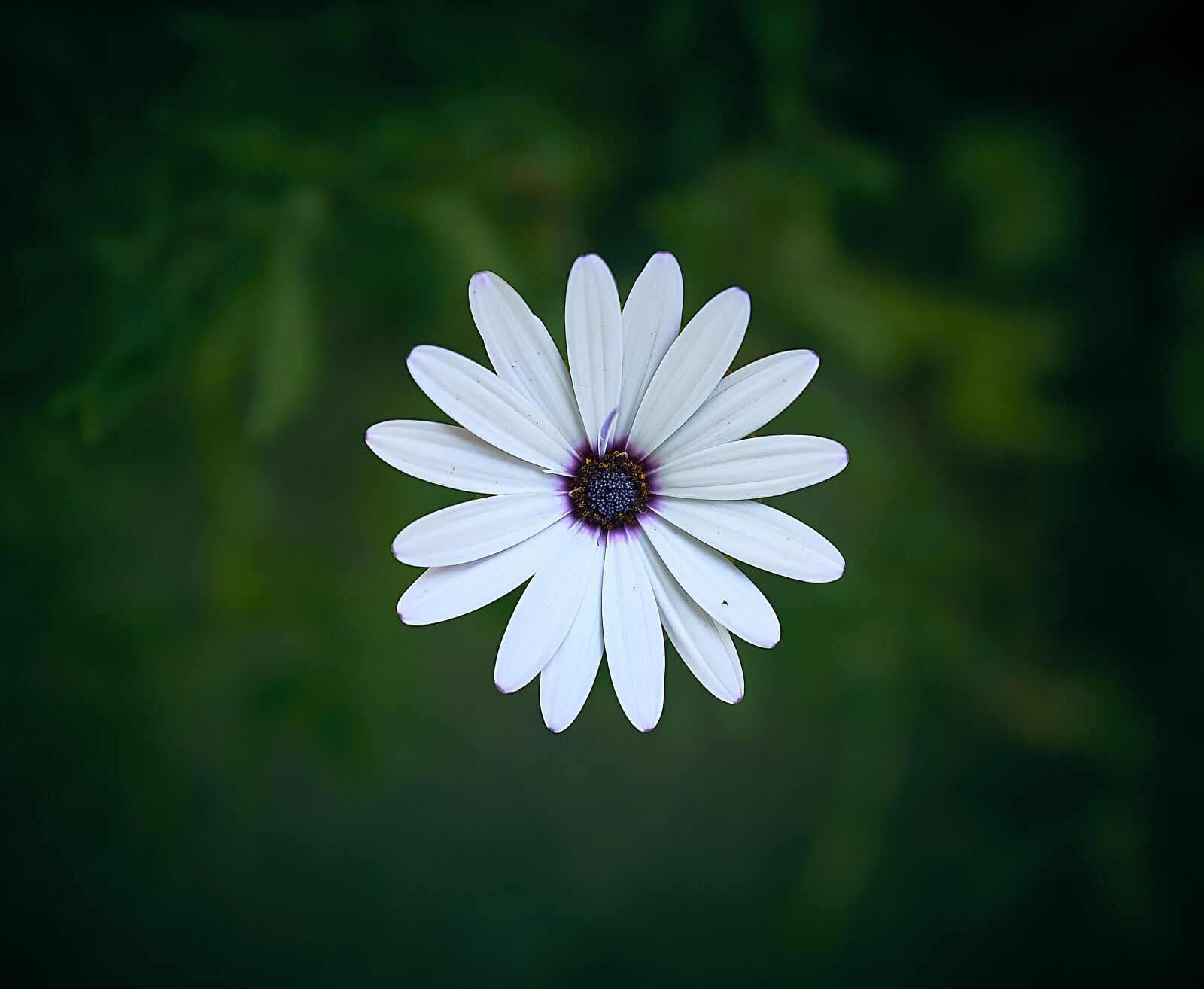 Sigma 16mm F1.4 DC DN | C sample photo. Marguerite, flower, spring photography