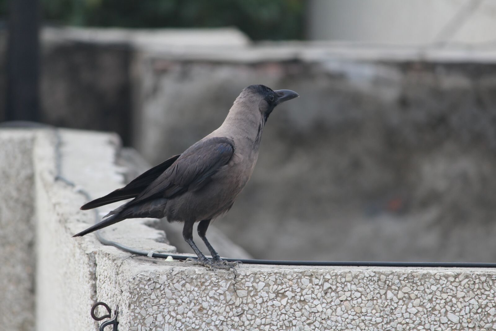 Canon EOS 1200D (EOS Rebel T5 / EOS Kiss X70 / EOS Hi) sample photo. Crow, grey-necked, house crow photography