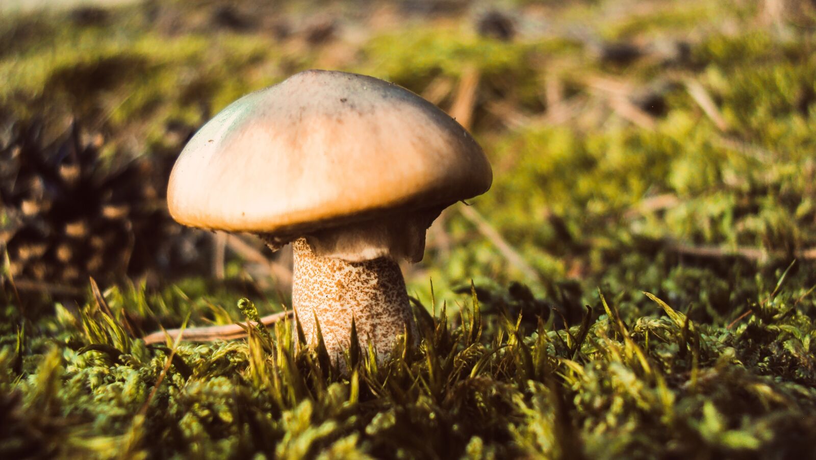 Sony DSC-W180 sample photo. Mushroom, plant, forest photography