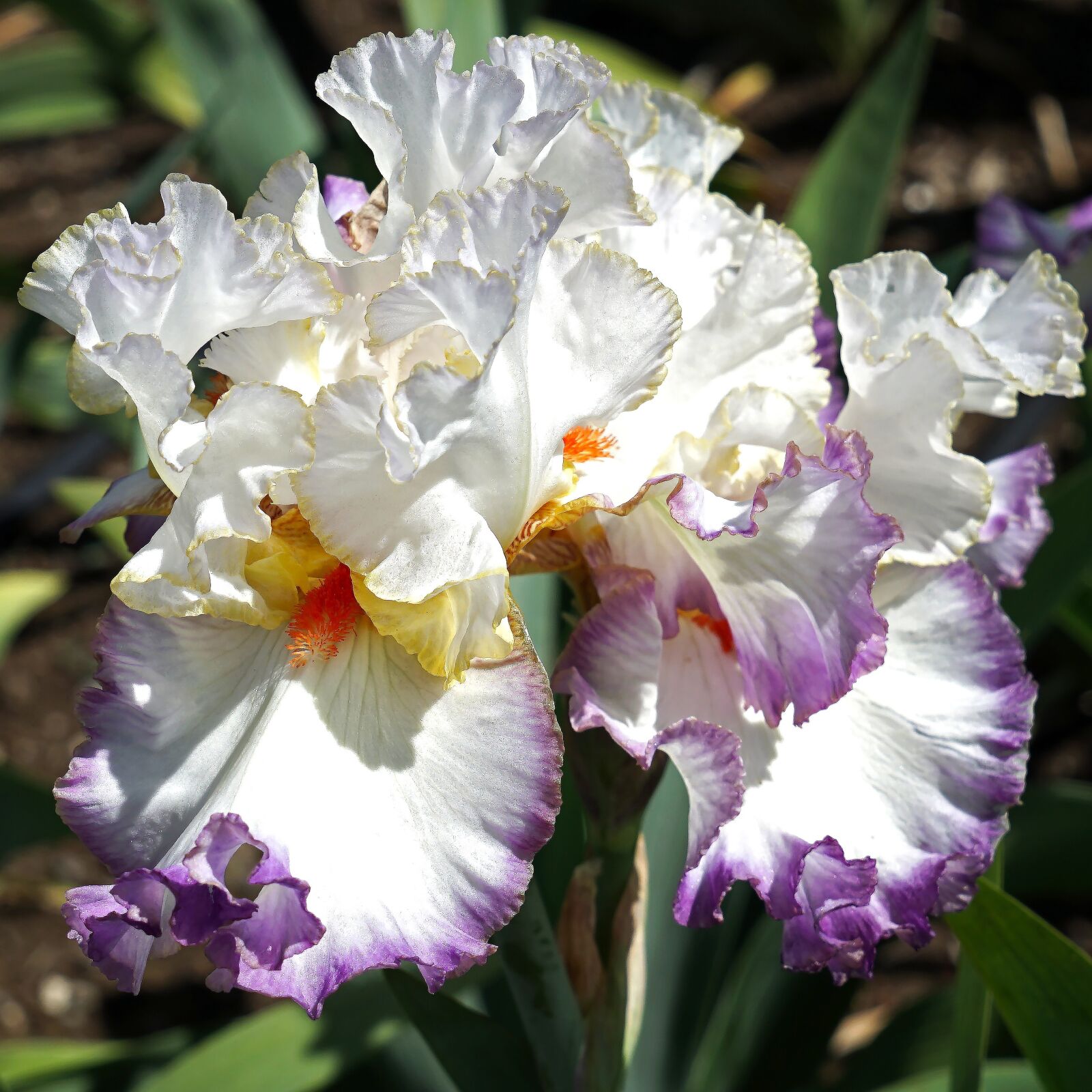 Sony Vario Tessar T* FE 24-70mm F4 ZA OSS sample photo. Iris, flower, floral photography