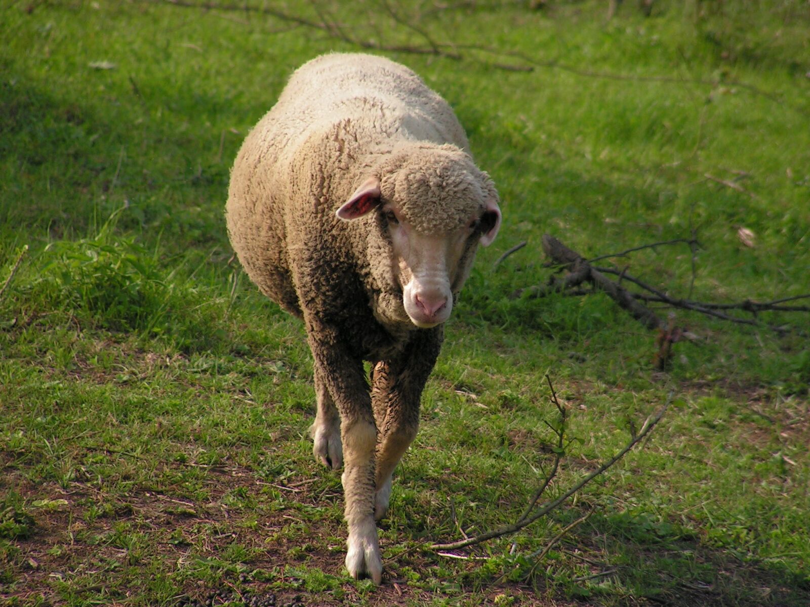 KONICA MINOLTA DiMAGE Z10 sample photo. Sheep, pasture, the successive photography