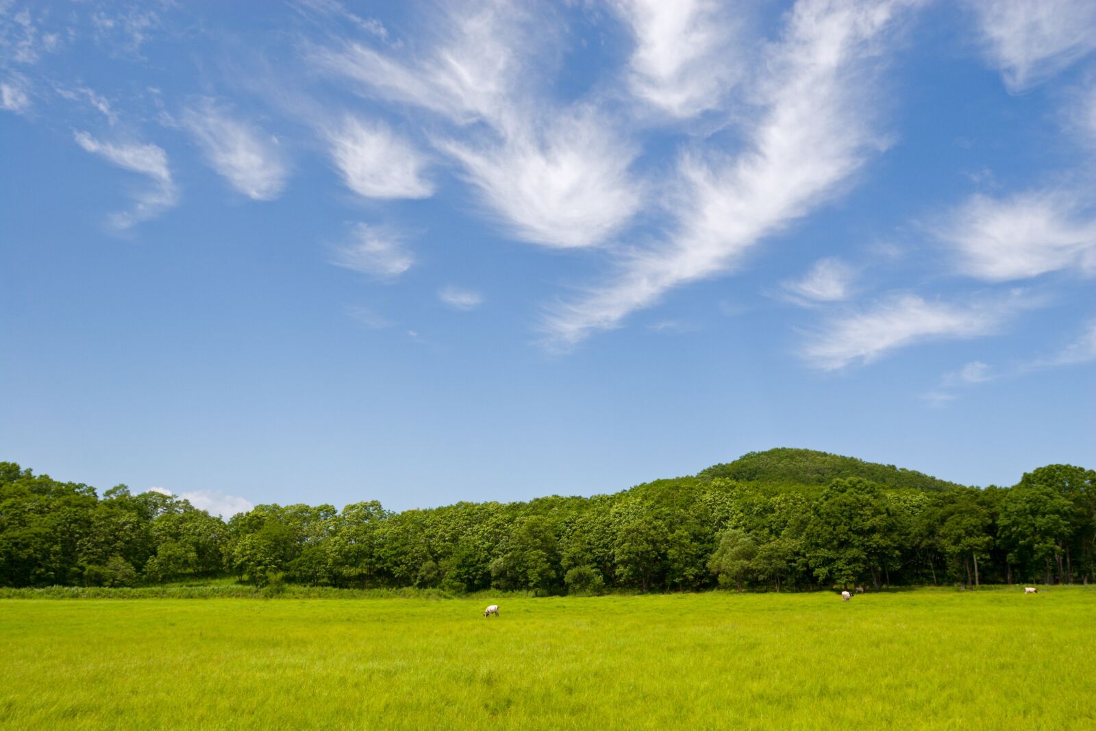 Canon EOS 20D sample photo. Sky, cloud, blue sky photography
