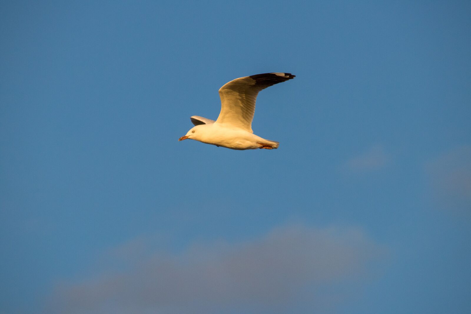 Canon EOS 200D (EOS Rebel SL2 / EOS Kiss X9) sample photo. Sky, bird, outdoors photography
