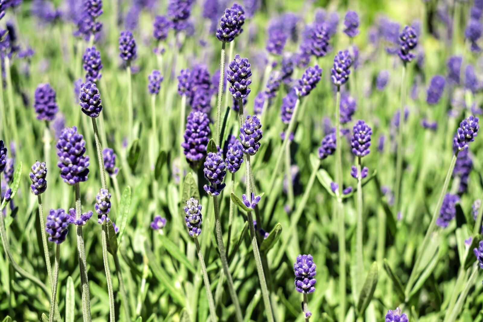Fujifilm X-T10 + Fujifilm XF 35mm F1.4 R sample photo. Lavender, flowers, bloom photography