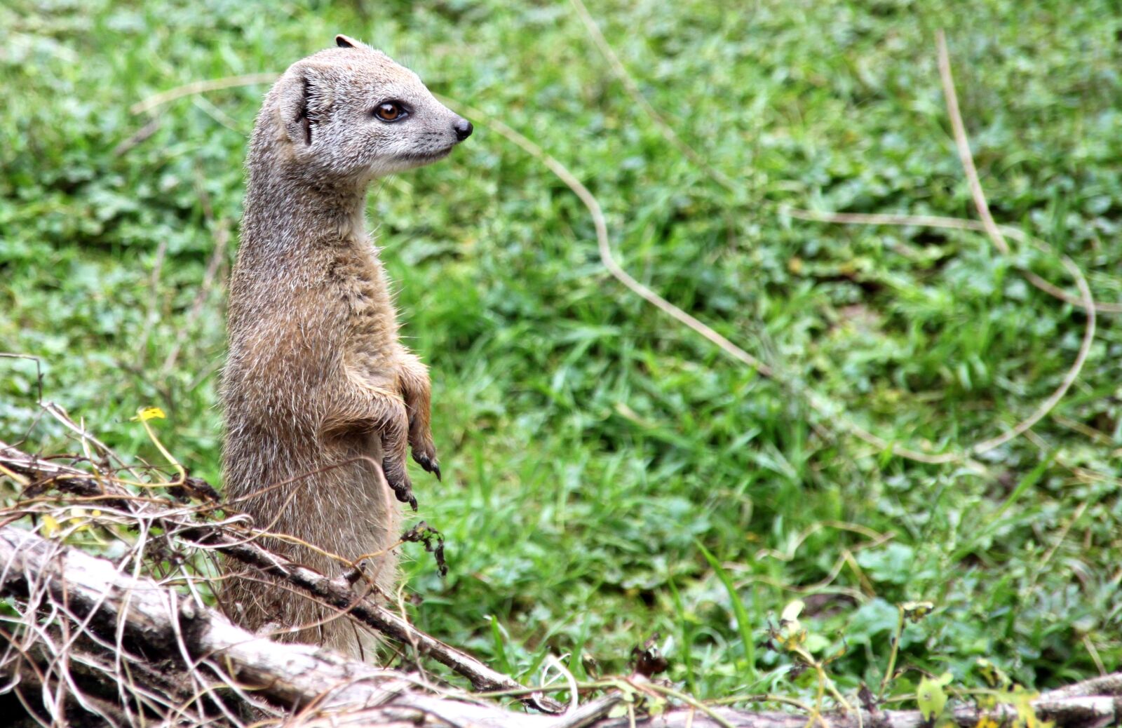 Canon EOS 500D (EOS Rebel T1i / EOS Kiss X3) sample photo. Meerkat, animal, nature photography