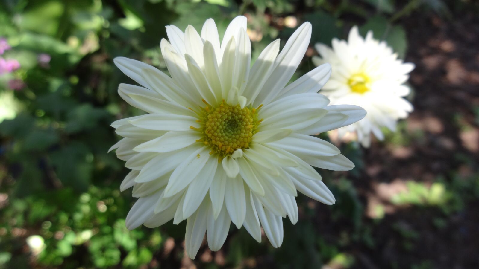 Sony Cyber-shot DSC-WX80 sample photo. Flower, garden, nature photography