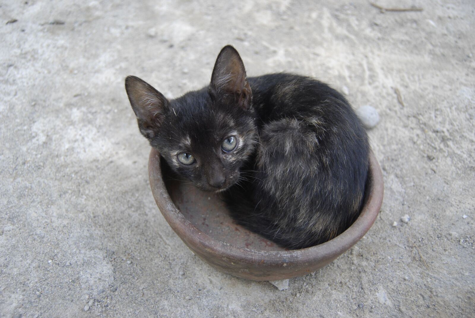 Nikon D40X sample photo. Cat, pet, cute photography