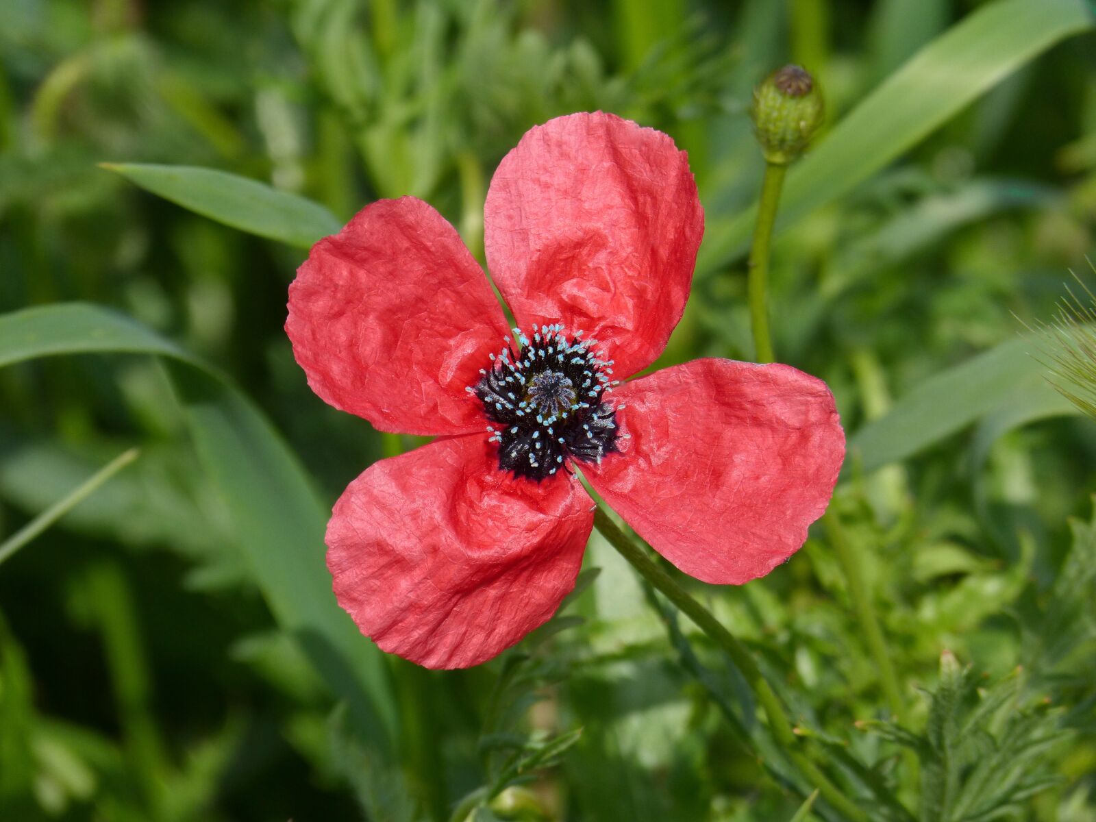 Panasonic DMC-FZ62 sample photo. Poppy, flower, wild flower photography