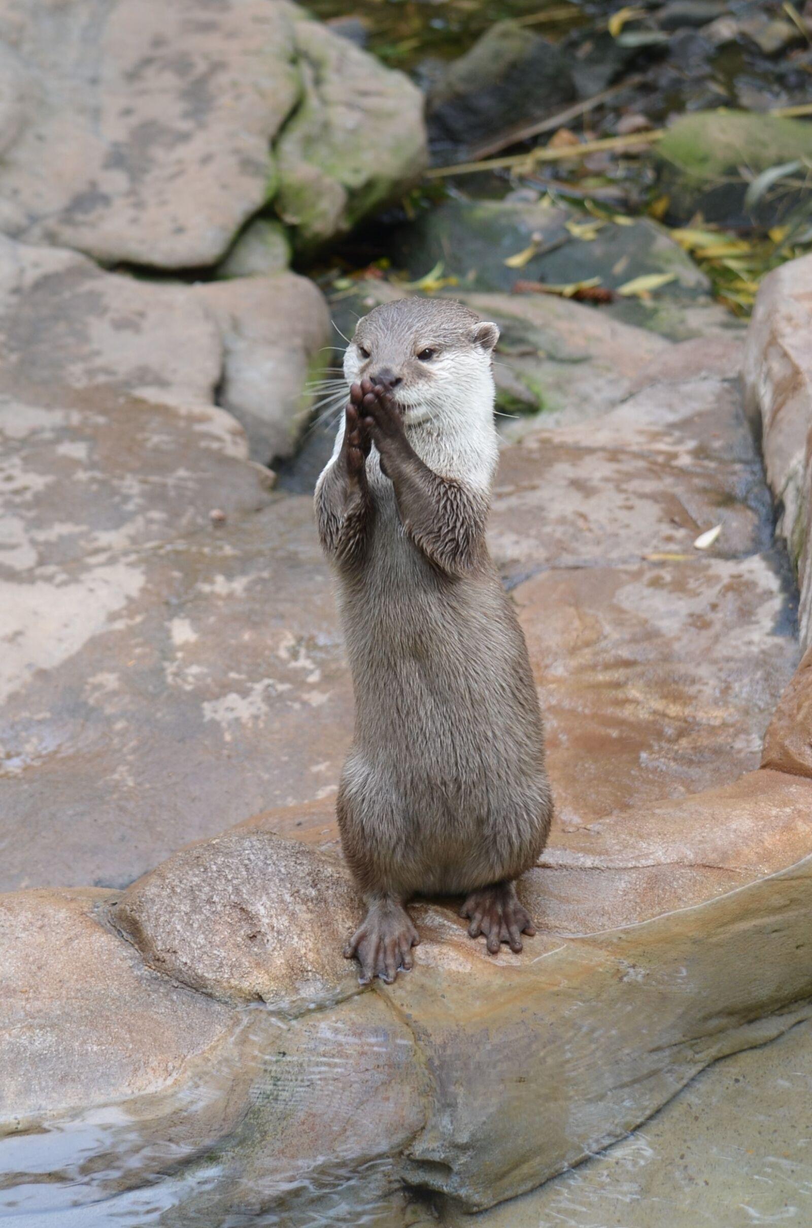 Nikon D5100 sample photo. Animal, mammal, eating photography