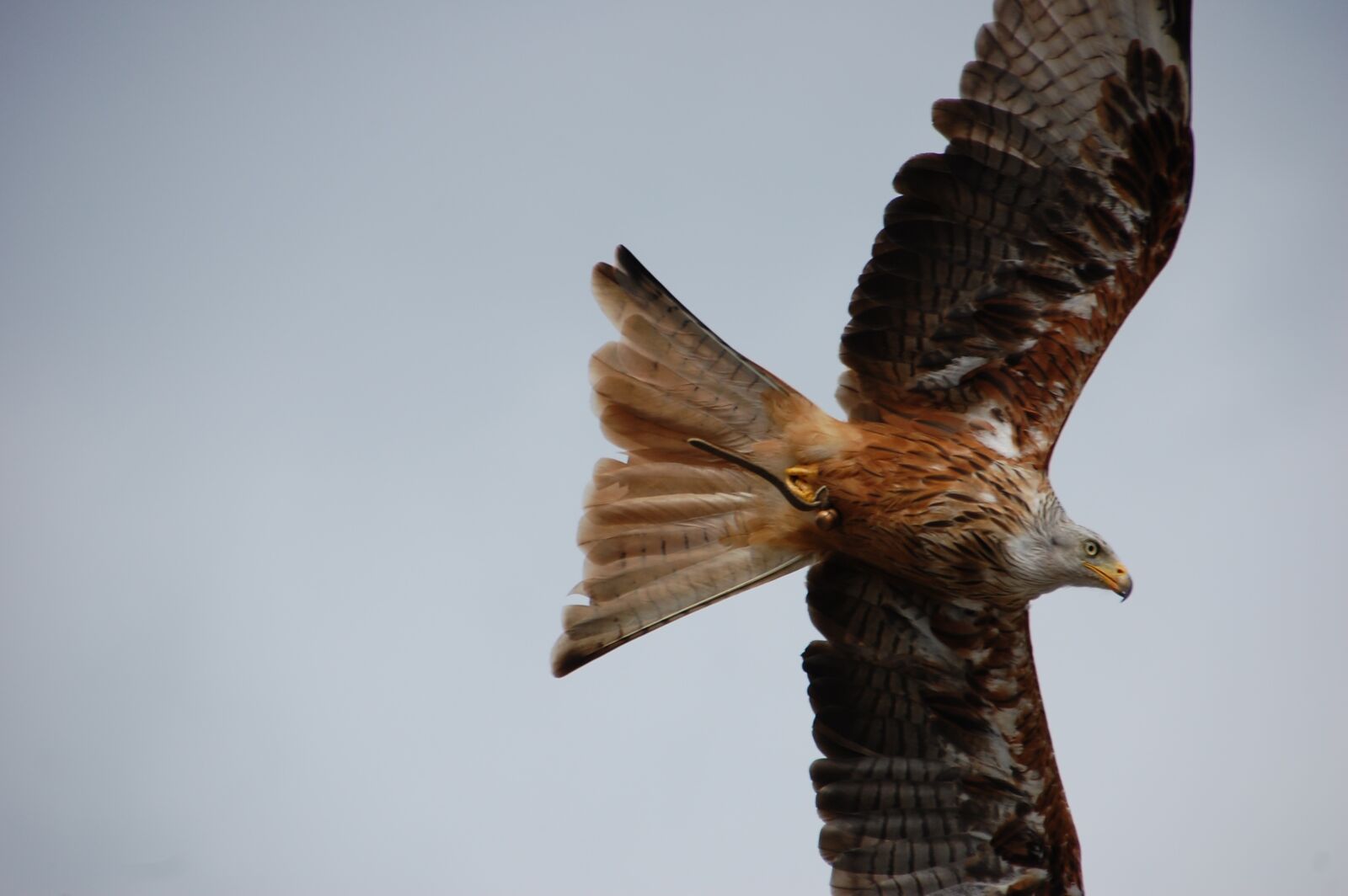 Nikon D40 sample photo. Bird, raptor, nature photography