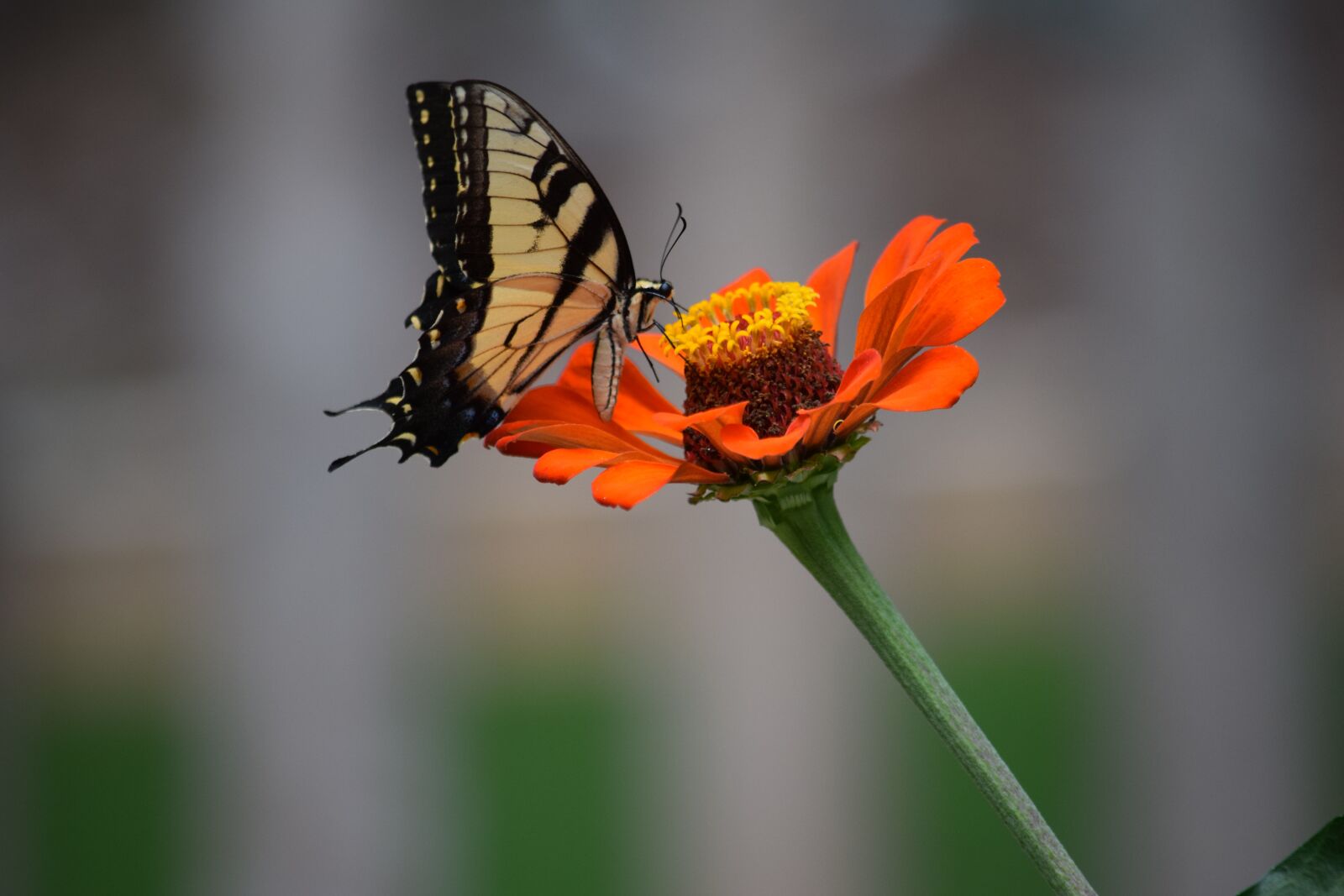 Nikon D3300 sample photo. Butterfly, flower, zinnia photography