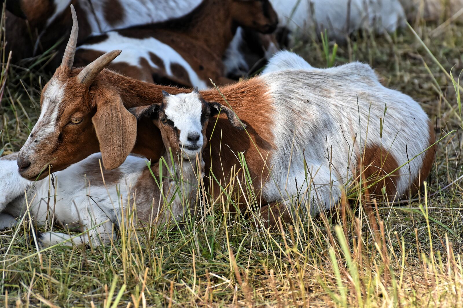 Nikon D7200 sample photo. Goats, mom and child photography