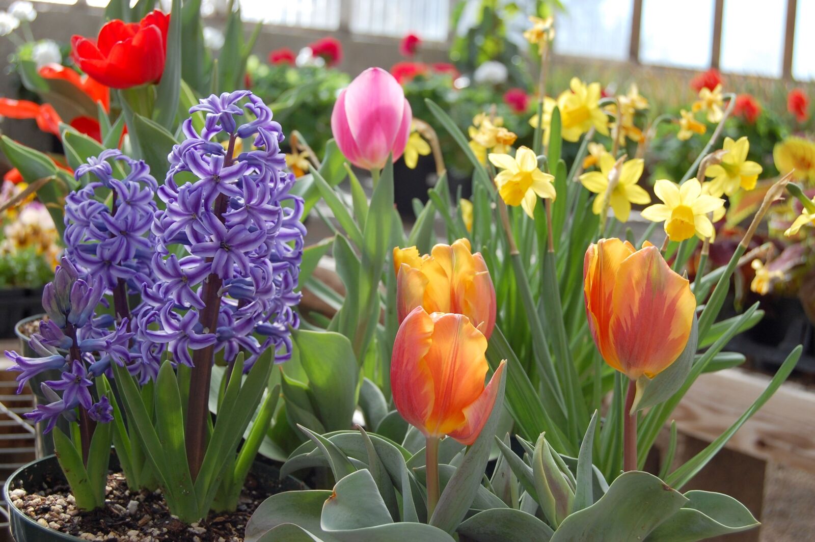 Nikon D40 sample photo. Bulbs, flowers, spring photography