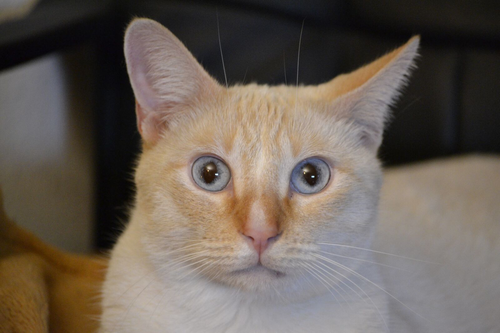Nikon D3100 sample photo. Cat, pets, feline photography