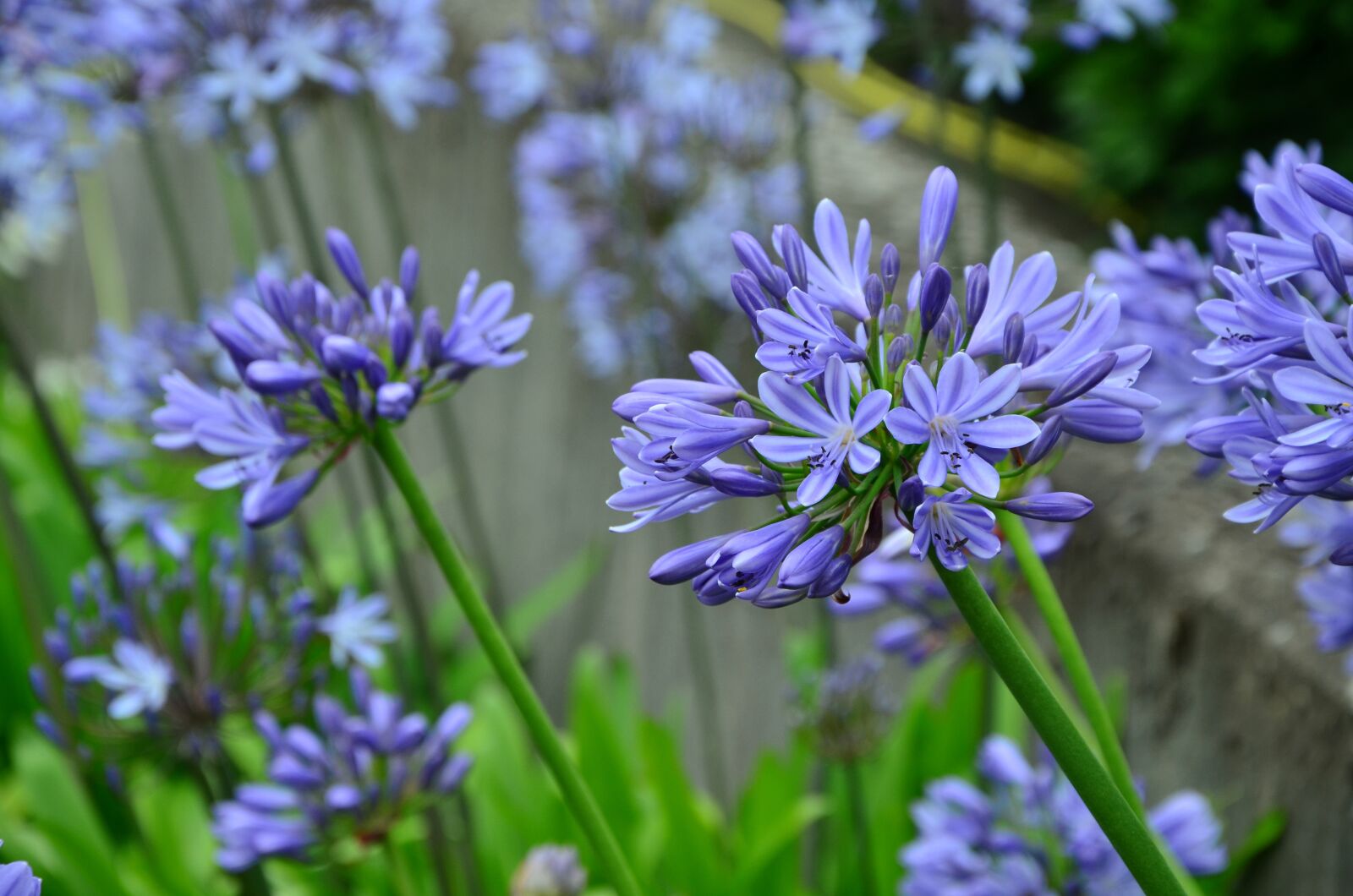 Nikon D5100 sample photo. Agapanthus, lily, blue lily photography