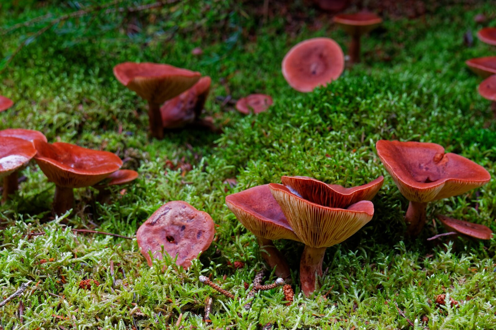 Canon EOS 40D sample photo. Mushrooms, nature, forest photography