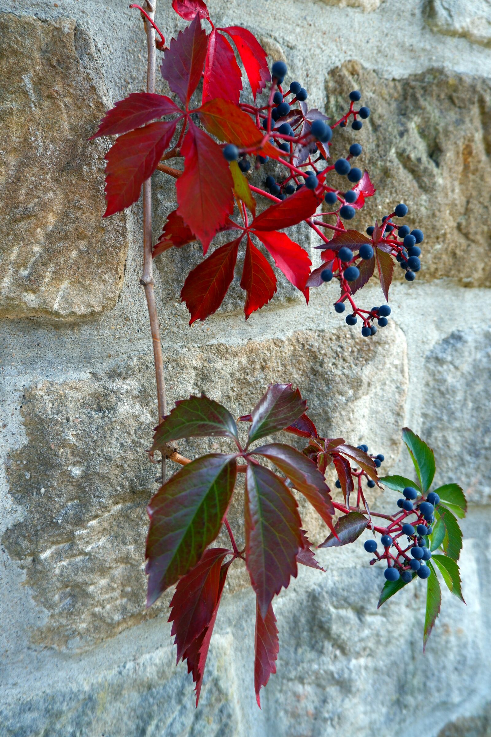 Fujifilm X-T100 sample photo. Autumn, leaves, leaf photography