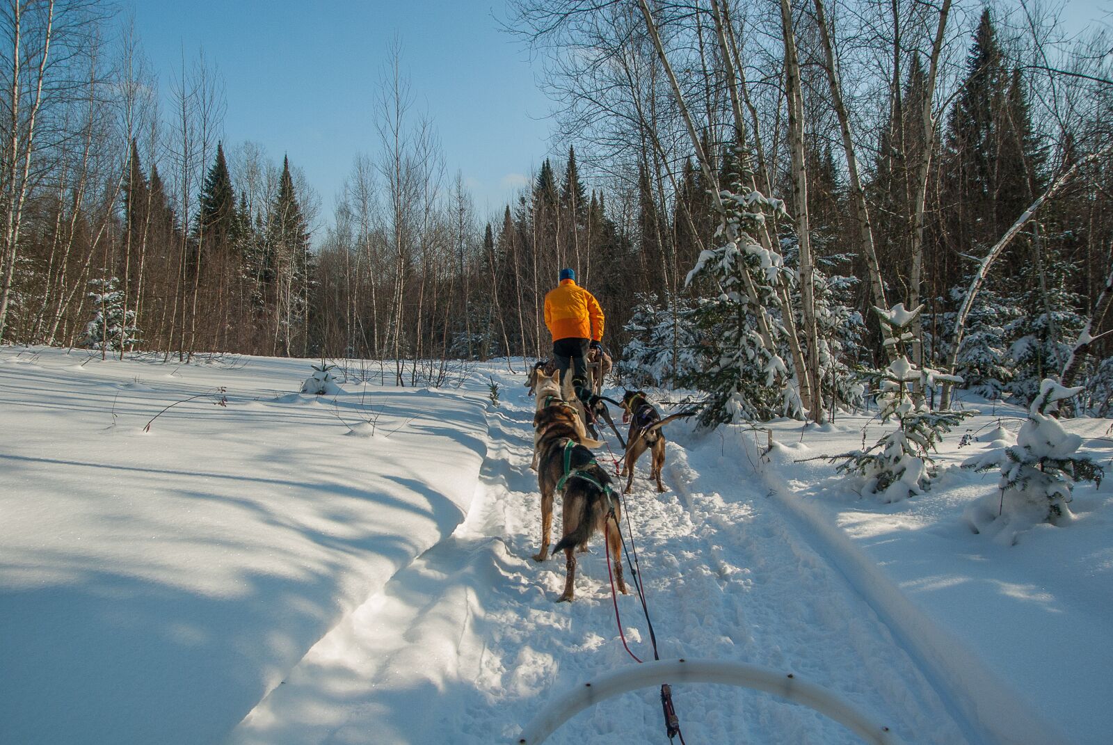 Pentax K10D sample photo. Winter, snow, sled dogs photography