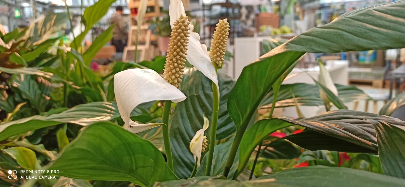 Xiaomi Redmi Note 8 Pro sample photo. Nature, wait, flower photography