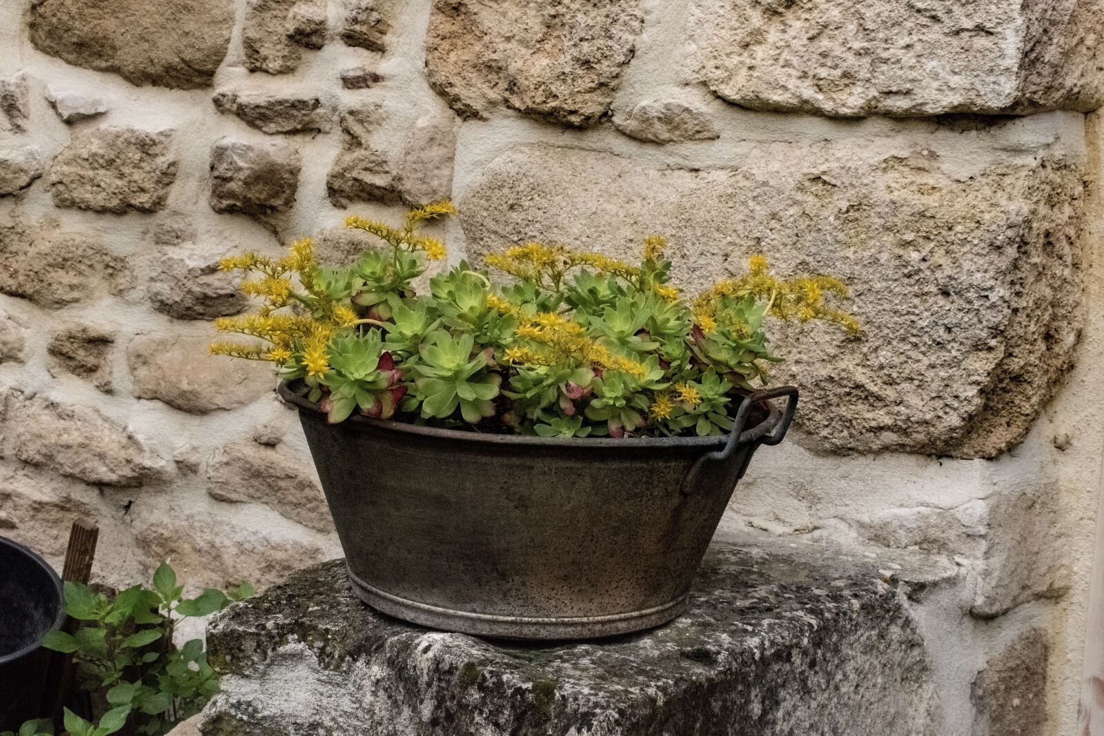 Nikon D5600 sample photo. Garden decor, potted plant photography