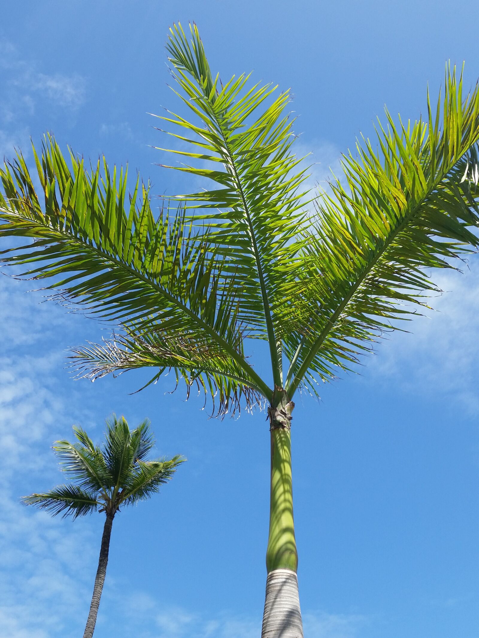 Samsung Galaxy S5 sample photo. Flower, punta cana, tropical photography