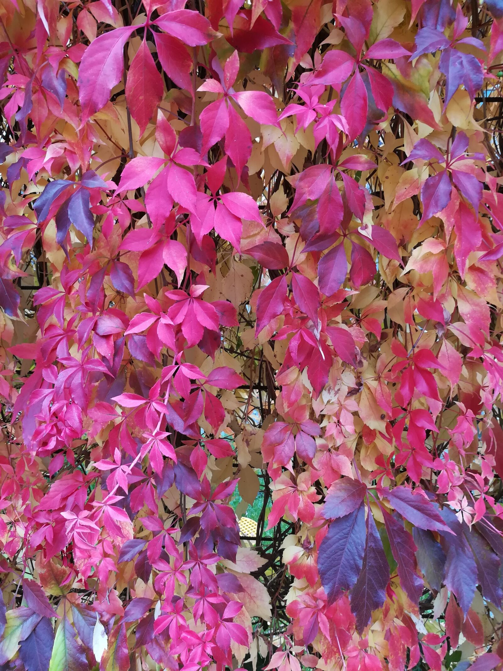 HUAWEI honor 6x sample photo. Sheet, autumn, red photography