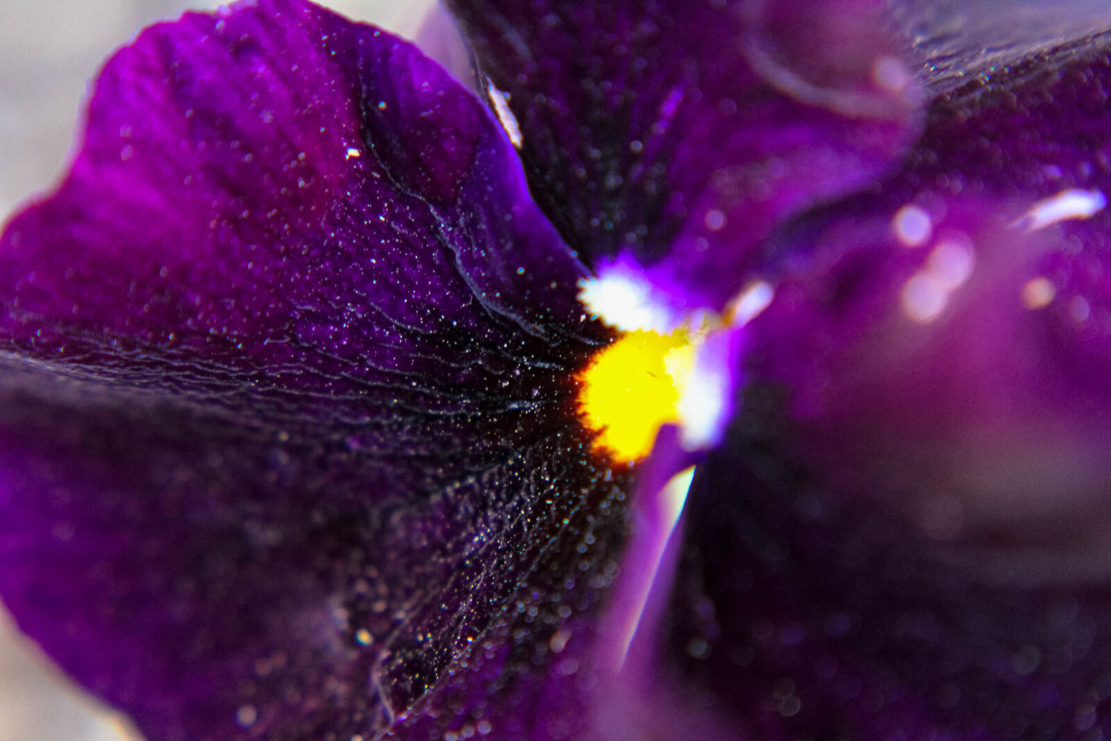 Canon EOS 1200D (EOS Rebel T5 / EOS Kiss X70 / EOS Hi) sample photo. Purple, flower photography