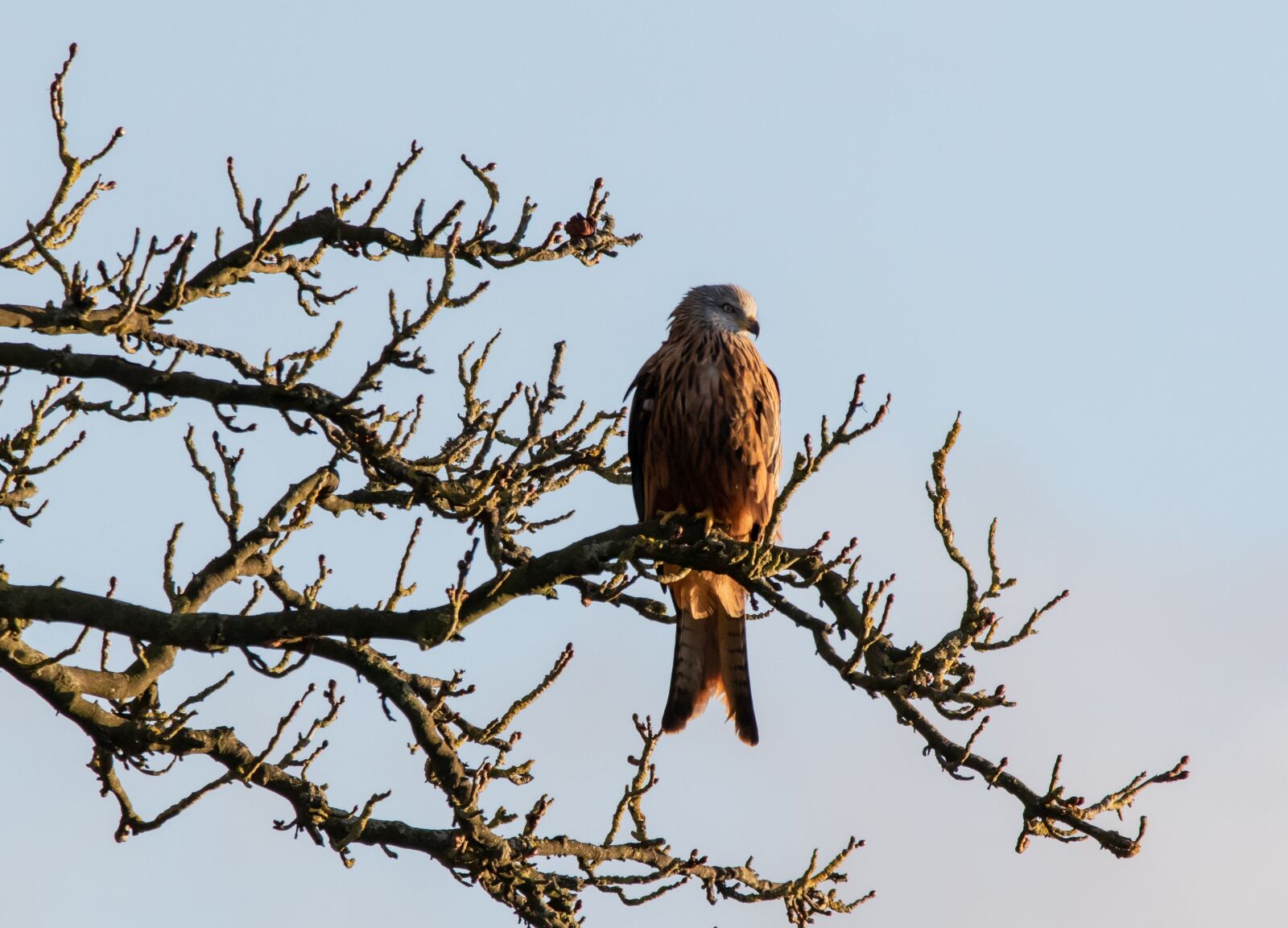 150-600mm F5-6.3 DG OS HSM | Contemporary 015 sample photo. Red kite in tree photography
