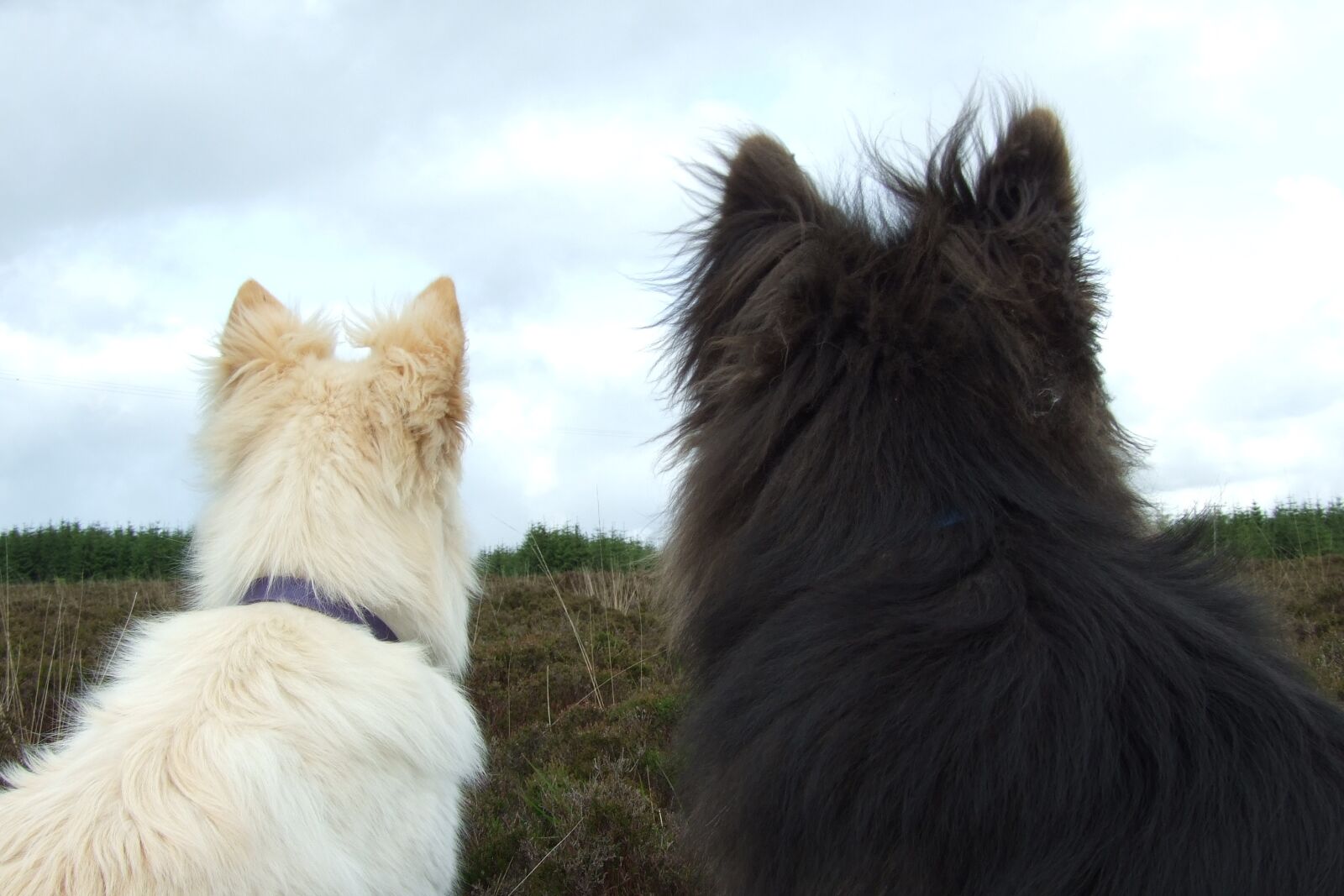 Fujifilm FinePix S6500fd sample photo. Dogs, white fur, black photography