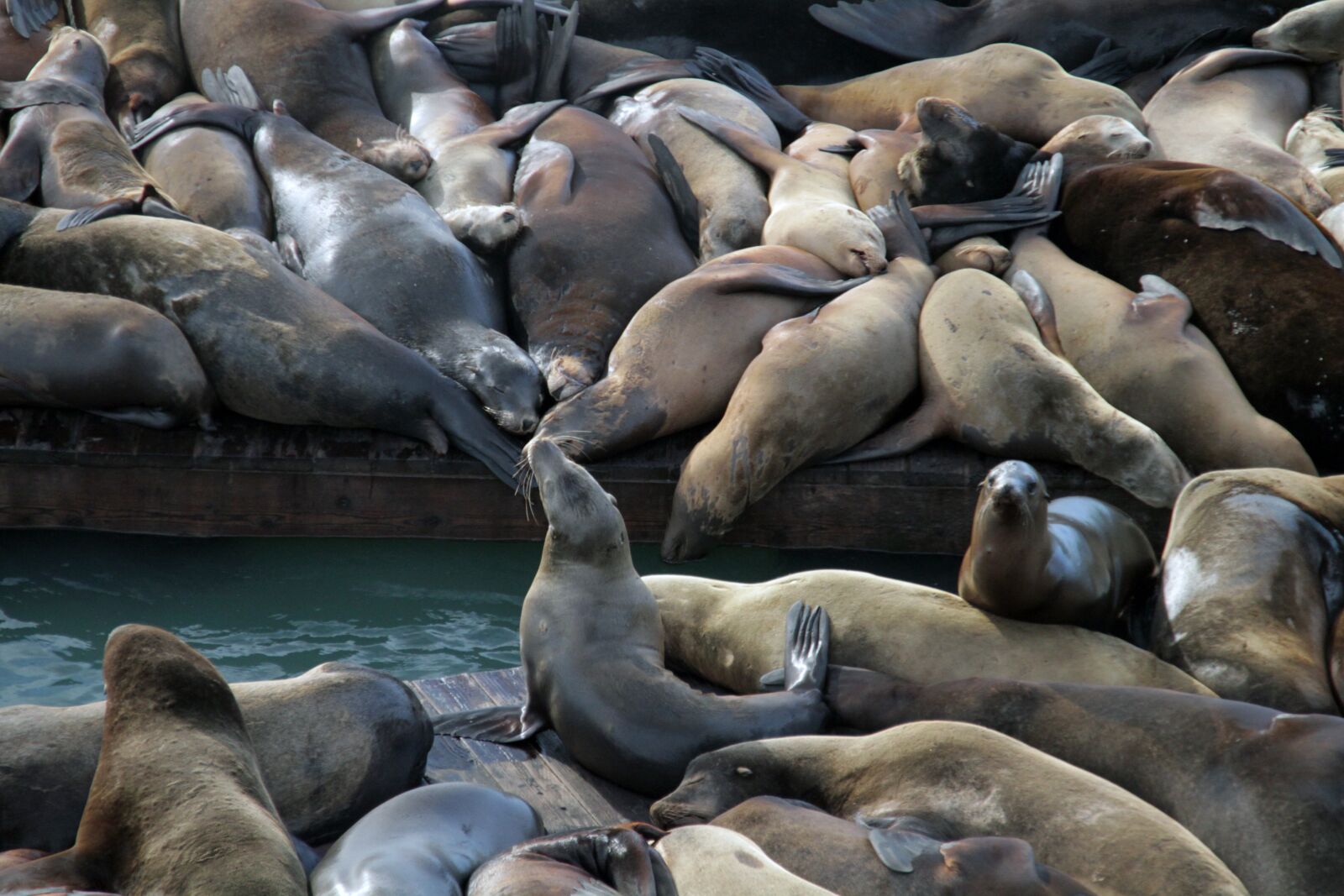 Canon EOS 7D sample photo. Sea lions, animals, seal photography