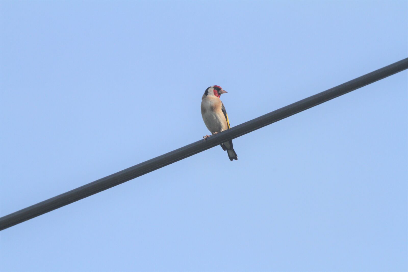 Canon EOS 7D + Canon EF 100-400mm F4.5-5.6L IS USM sample photo. Chardonnet elegant, birds, color photography