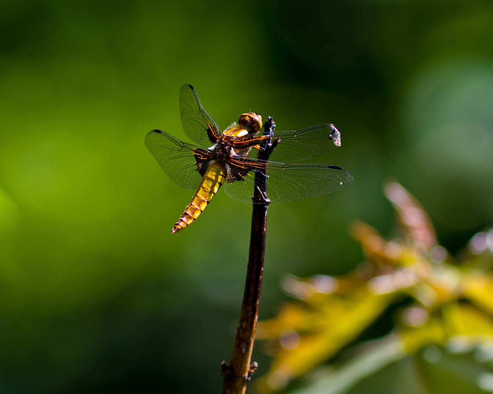 Canon EOS 7D + Canon EF 300mm F4L IS USM sample photo. Dragonfly, the wings, insect photography